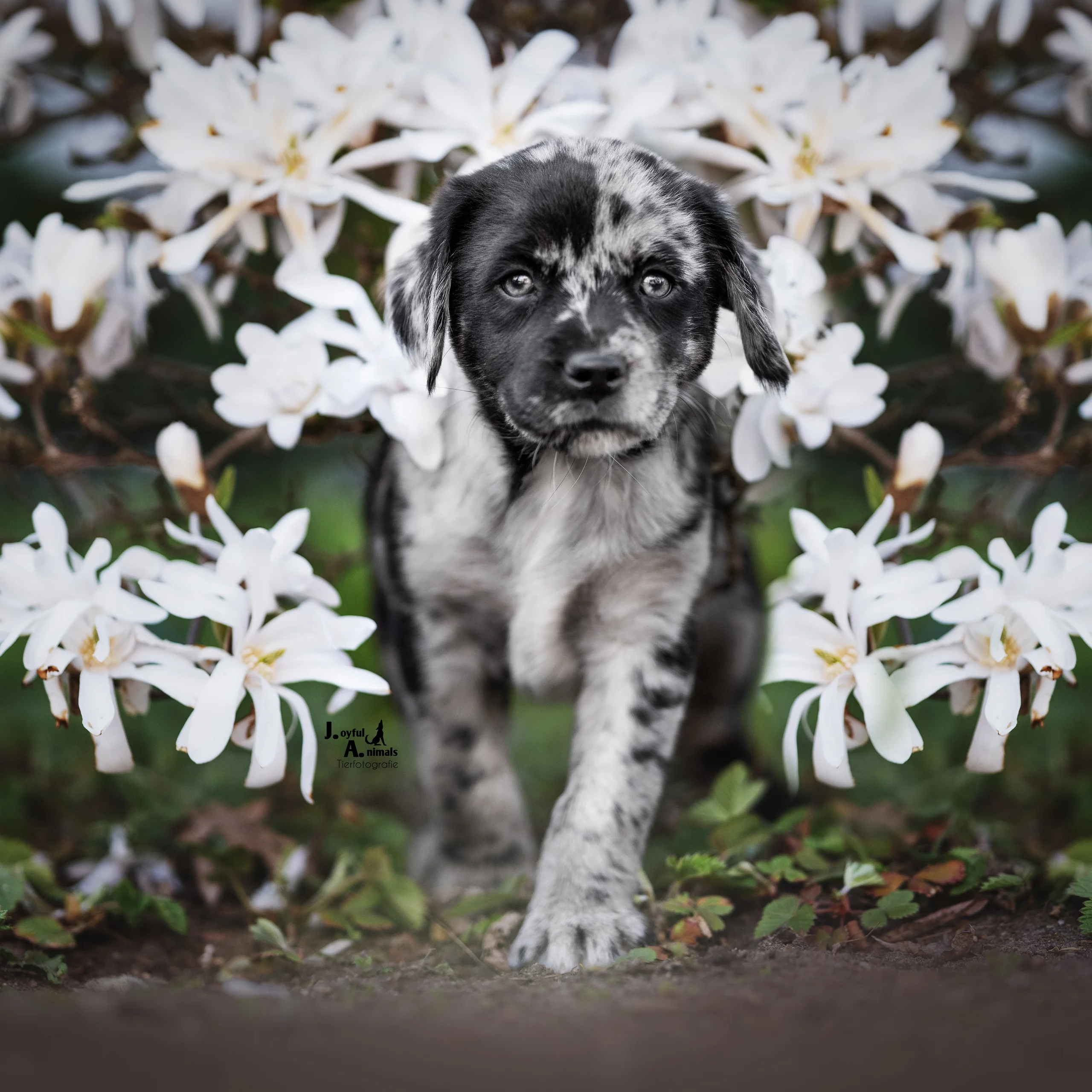 blue merle