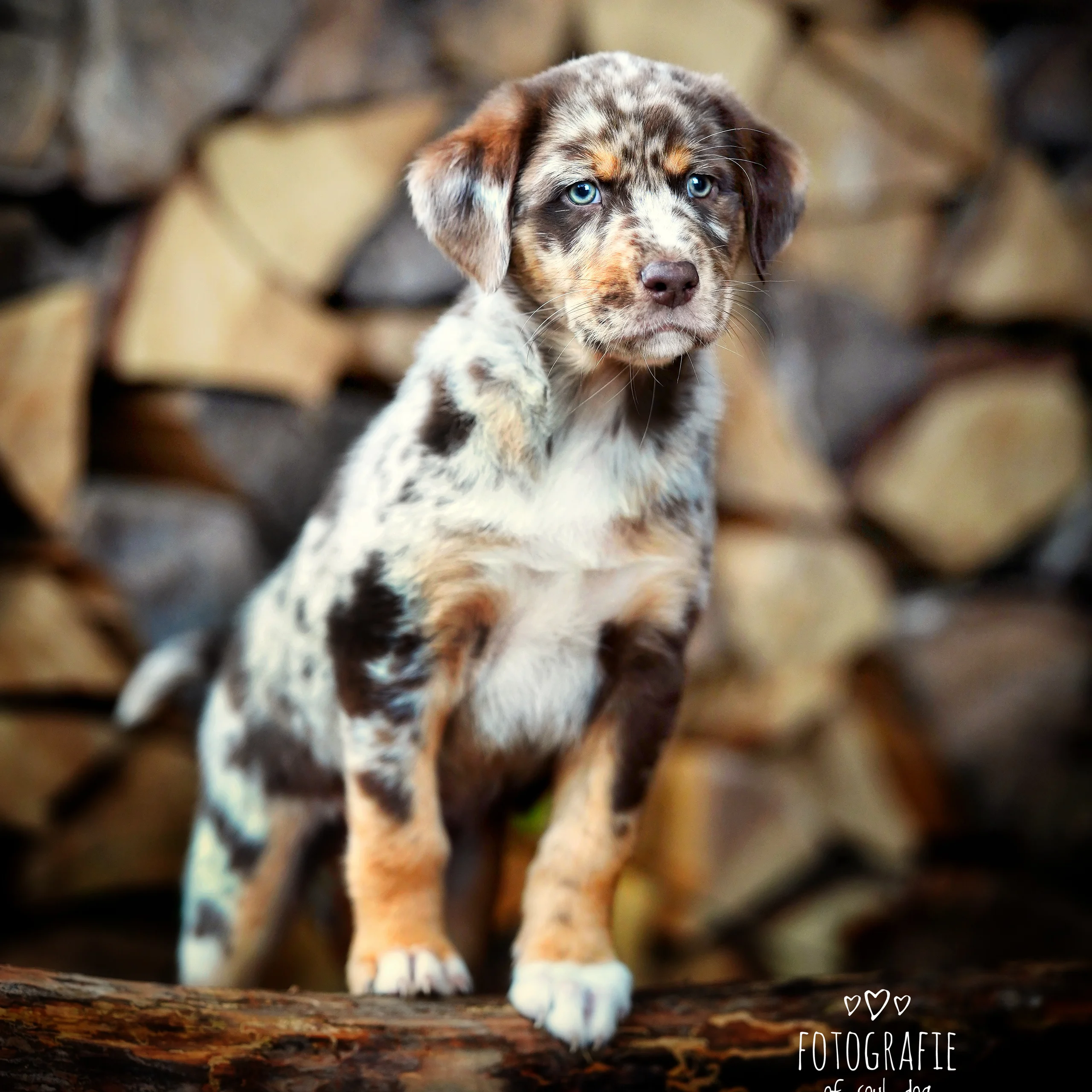 red merle tan