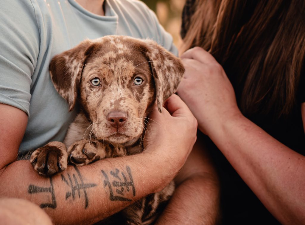 Aussiedor-o-Soul-dog-Guester-Krischke