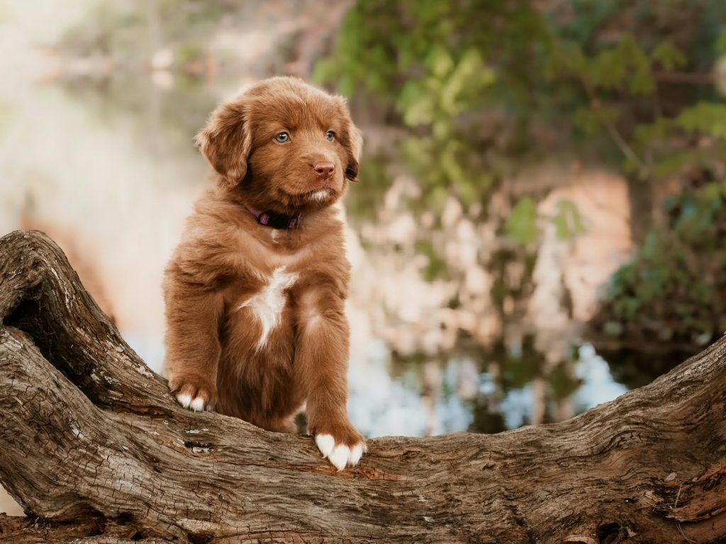 aussiedor redbi