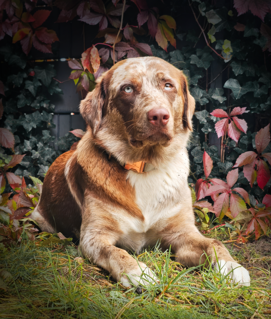 lotta aussiedor of soul dog
