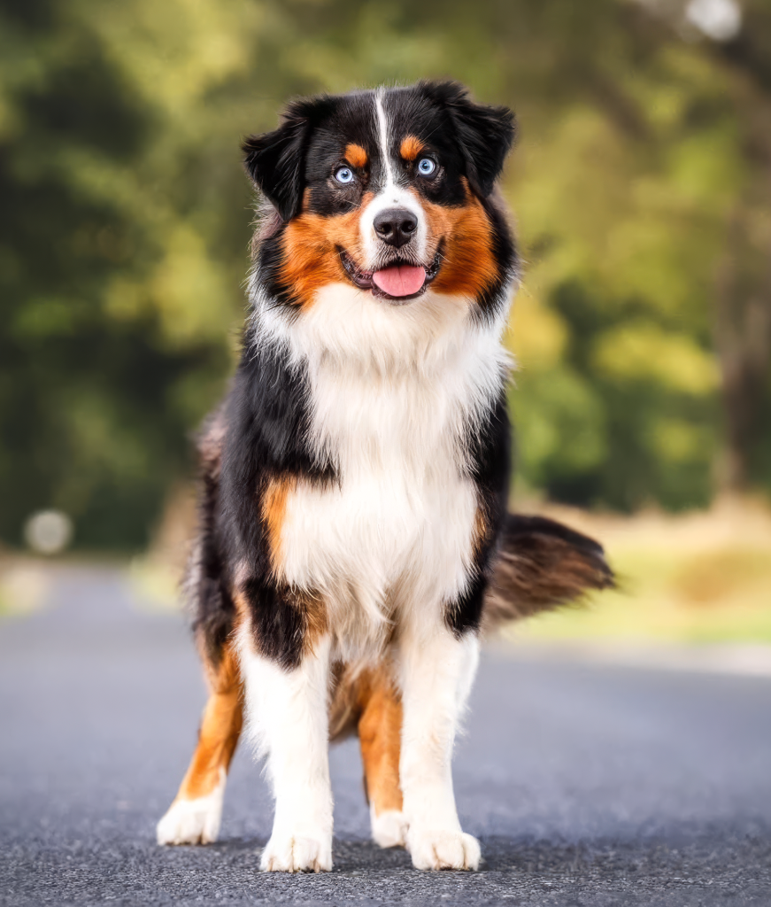 snape aussiedor of soul dog