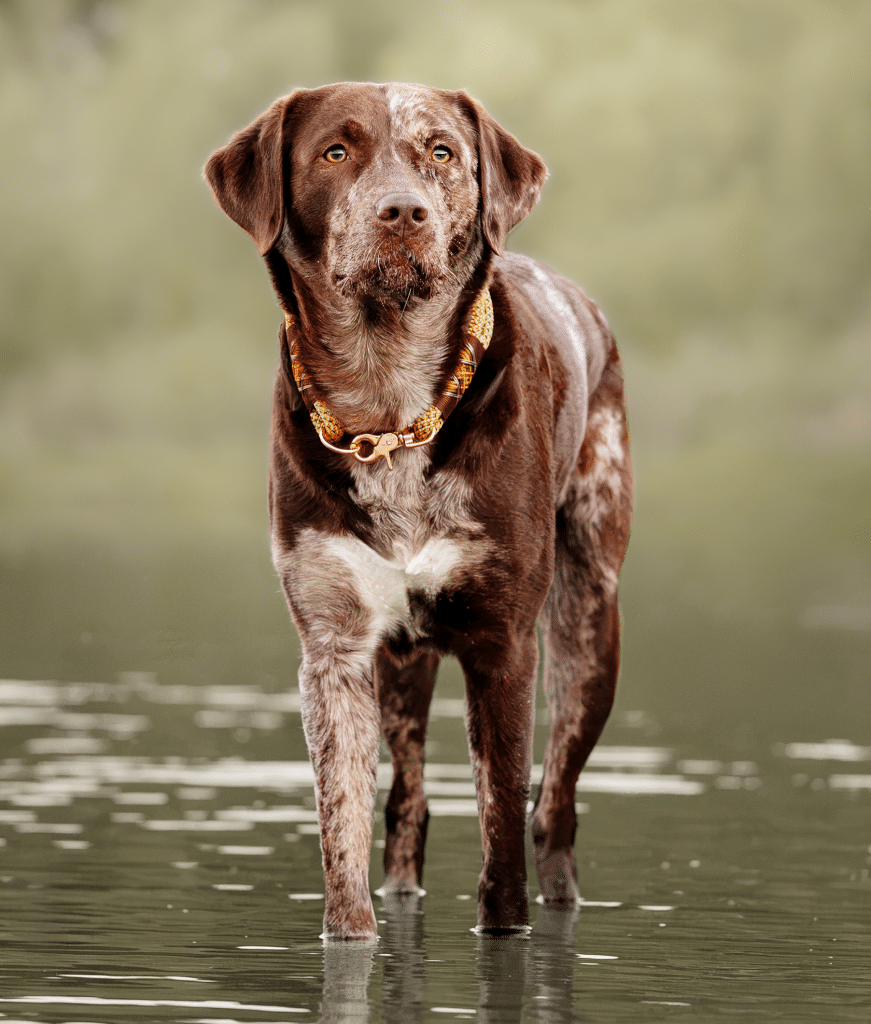 tilda portrait aussiedor of soul dog