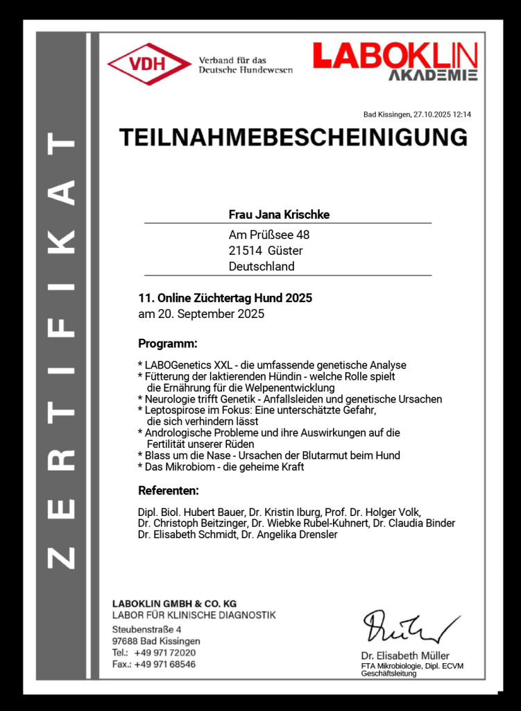 zertifikat 2025 3